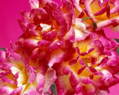 Tapeta Nature Flowers 265.jpg